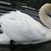 swan1